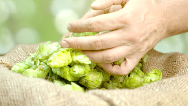 Man-taking-hops-from-the-linen-bag-on-the-plantation-in-slow-motion-180fps