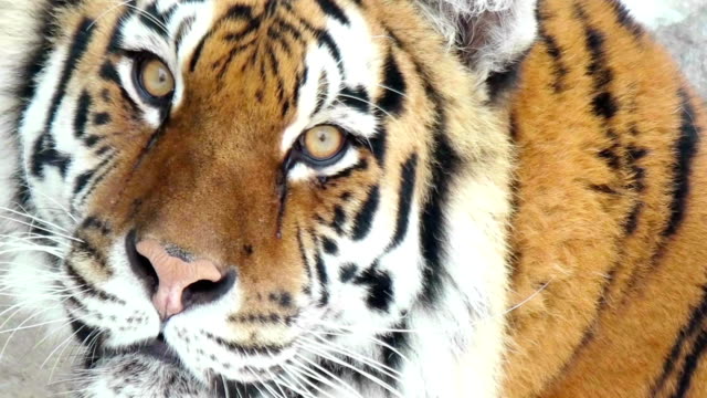 Siberian-tiger-face,-close-up
