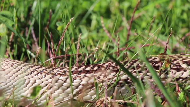 Northern-pine-snake-moving-in-grass-close-up