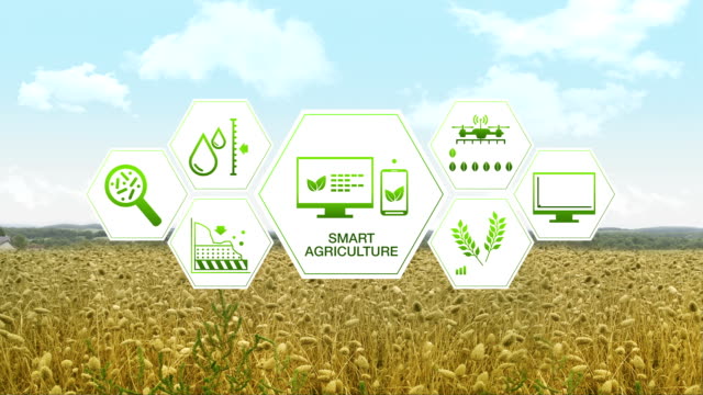 Agricultura-inteligente-de-agricultura-inteligente,-icono-gráfico-de-la-información-de-hexágono-en-campo-de-cebada-verde,-internet-de-las-cosas.-4-º-Revolution.1-industrial.