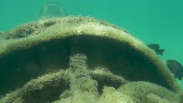 Unterwasser:-Alte-Ruinen-des-Kampfflugzeugs-bieten-einen-künstlichen-Lebensraum-für-Fische.