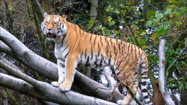 Siberian-Tiger-standing-on-large-tree-branch