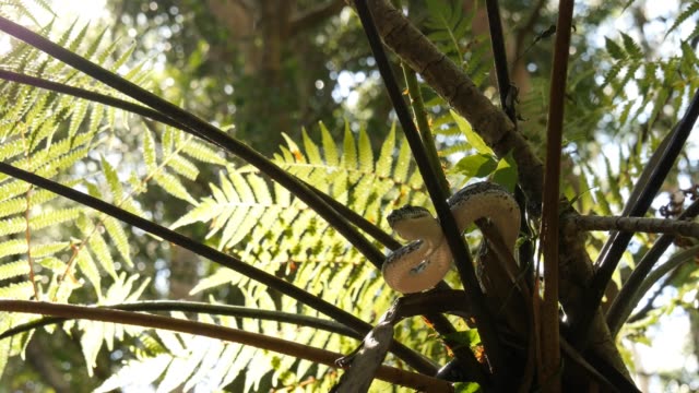 Schlange-Reptil-in-Baum-Diamond-Python