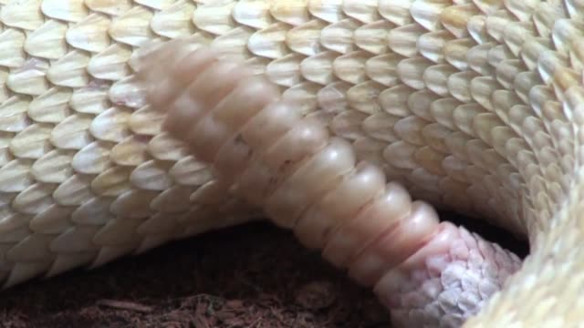 Serpiente-de-cascabel-Close-Up-con-sonido