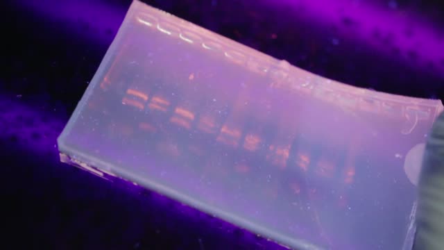 Eine-Nahaufnahme-eines-Forschers-Überprüfung-eine-Eletrophoresis-Gel-unter-UV-Licht-in-einem-genetischen-Labor-an-der-Universität