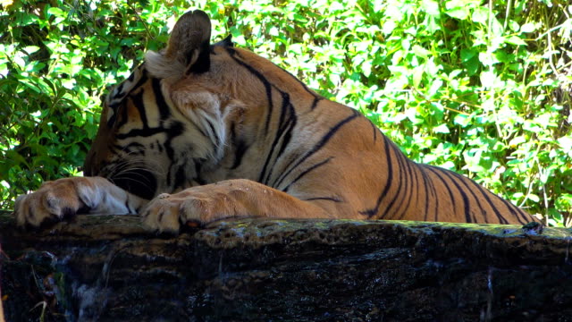 Tigre-Pantera-grande-dormir-en-piedra-sobre-fondo-de-hoja-verde-naturaleza