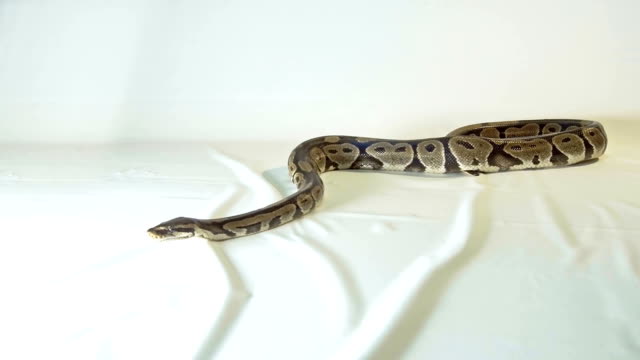 Royal-or-Ball-Python-snake