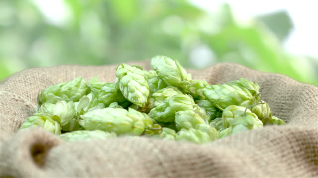 Man-checking-hops-on-the-plantation-in-4k-slow-motion-60fps