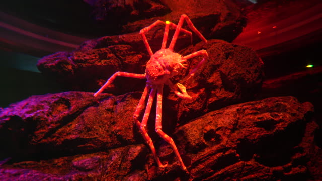Huge-Japanese-Spider-crab-on-the-stones-in-red-light