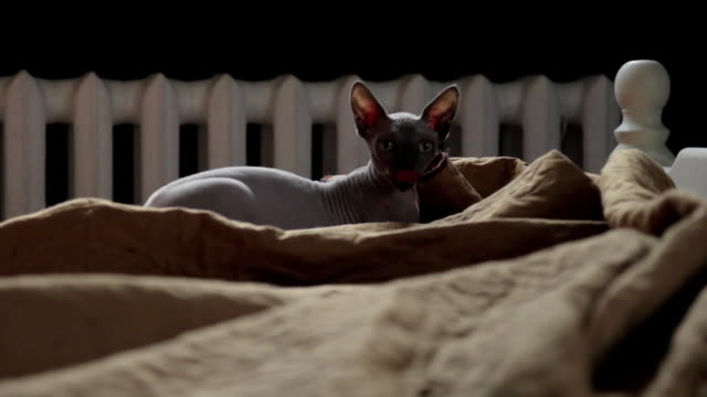 Sphinx-Katze-spielt-verrückt-auf-Bett
