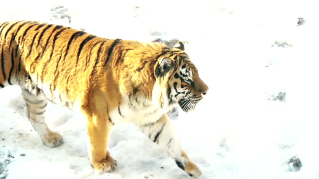 Sibirische-Tigerwanderung