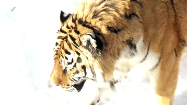 schöne-sibirische-Tiger-zu-Fuß-auf-Schnee