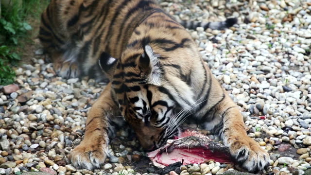 Tiger-Sumatran-Essen-sein-Mittagessen,-Panthera-Tigris-sumatrae