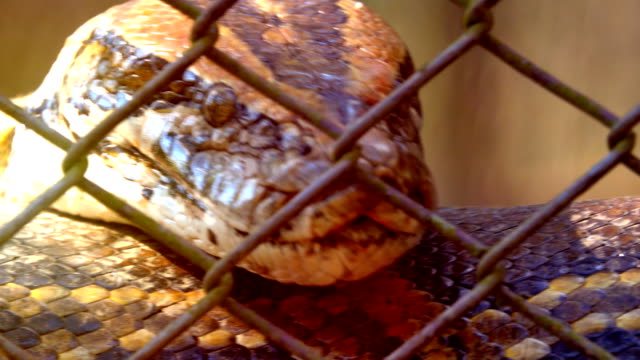 Close-up-head-boa-snake-moving-and-put-on-tongue-is-dangerous-snake