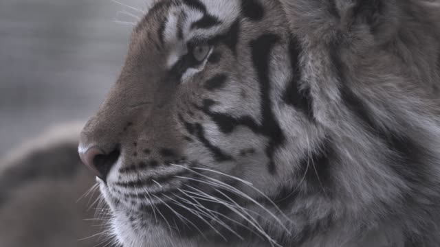 portrait-of-a-tiger-in-profile