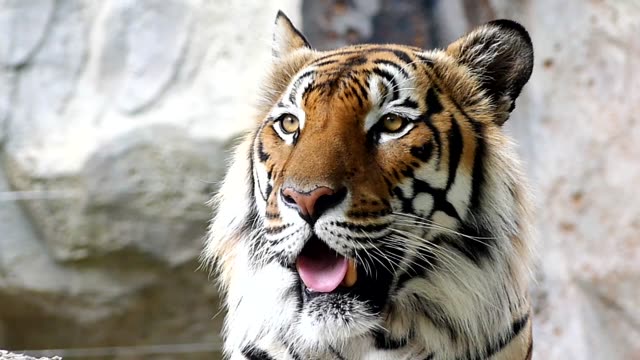 Cute-tiger-in-nature