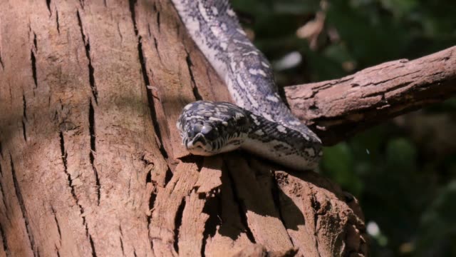 Reptiles-serpientes-salvajes-en-selva-diamante-Python