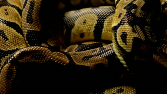 Pattern-of-python's-snakeskin