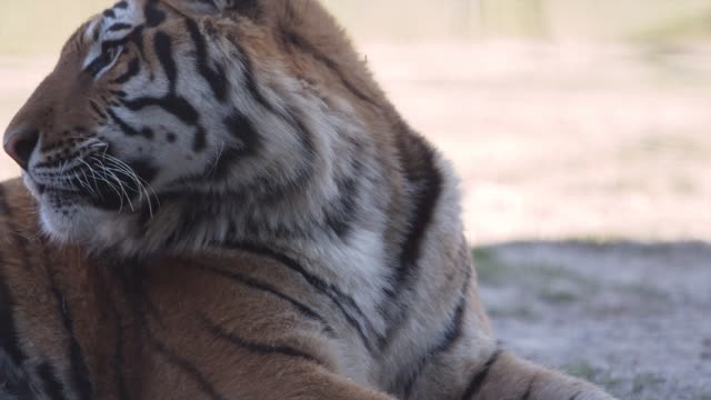 striped-tiger-resting