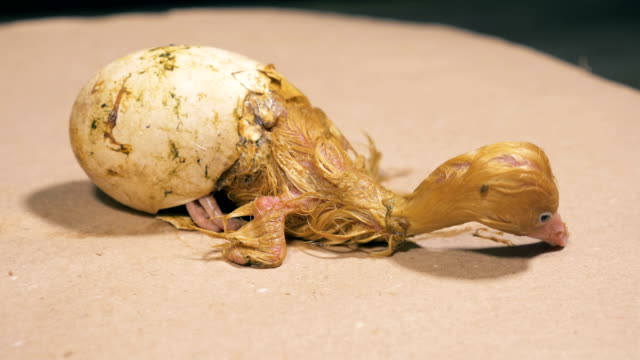 Half-hatched-duckling-is-slightly-moving-in-the-eggshell
