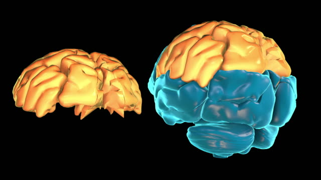 Lóbulo-Parietal-de-cerebro