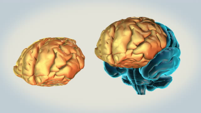 Gehirn-Frontallappen-auf-weißem-Hintergrund