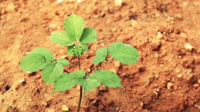 tilt-down-shot-of-a-young-ginseng-plant-in-culture