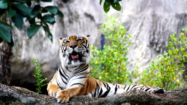 El-tigre-de-Bengala-descansando-en-el-bosque