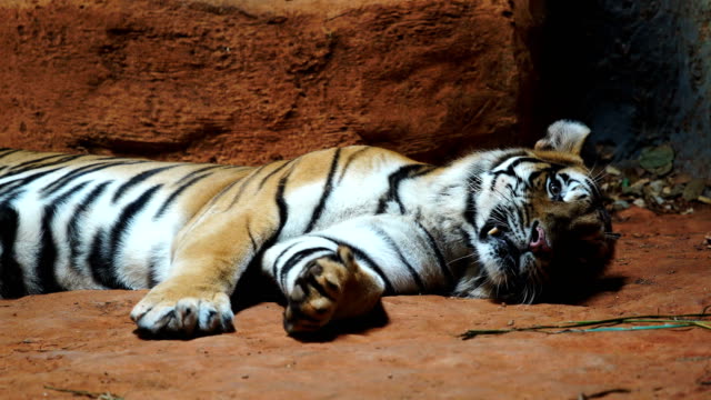 un-tigre-siberiano-de-descanso-y-relax