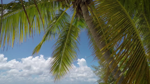 Palm-Tree-with-Coconuts