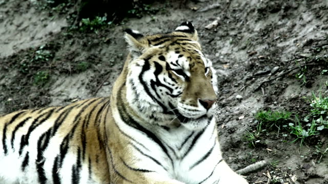 Bengal-tiger-sitting,-close-up