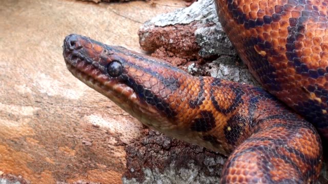 Rote-Schlange,-vergiften-Reptil,-extrem-nah-4-k-video