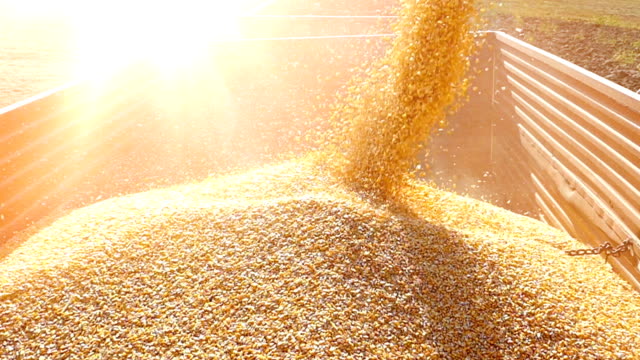 Harvest-corn-slow-motion