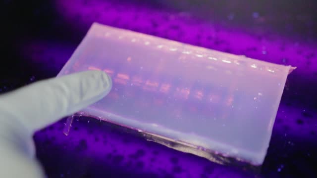 Cerrar-vista-de-un-investigador-comprobar-un-gel-eletrophoresis-bajo-luz-ultravioleta-en-un-laboratorio-de-genética-en-la-Universidad-de