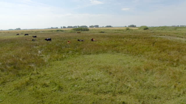 Aerial-drone-flyover-cattle-and-horses-in-field