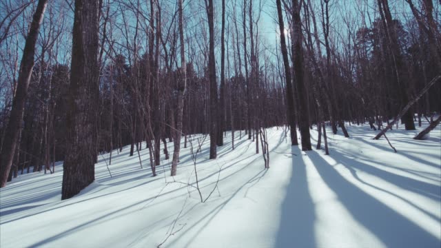 Ver-desplazamiento-lento-del-bosque-deshojado-invierno-cubierto-de-nieve-hermosa.-Día-soleado