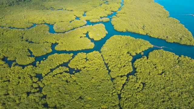 Bosque-de-manglar-en-Asia