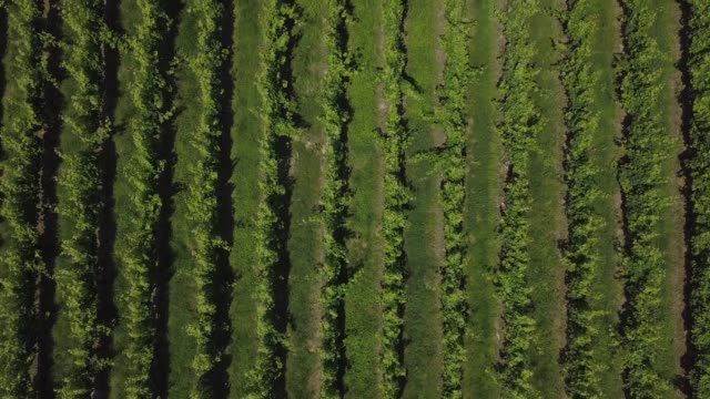 Luftaufnahme,-die-schöne-Landschaft-Bordeaux-Weinberg-bei-Sonnenaufgang,-Film-von-Drohne-im-Sommer