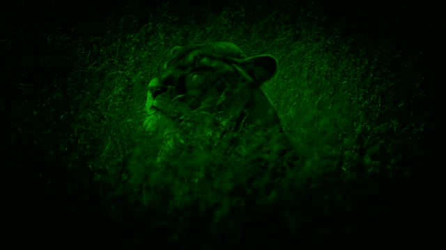 Visión-nocturna-León-da-vuelta-alrededor-en-vaivén-hierba