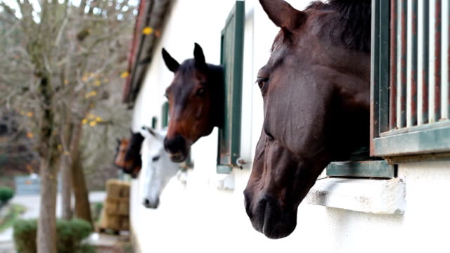 Horses-in-the-stables