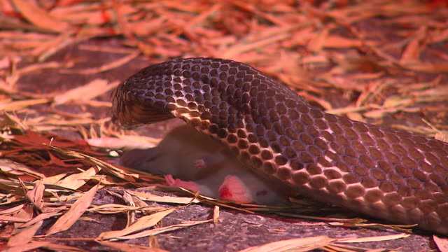 Snakes---King-Cobra-Feeding