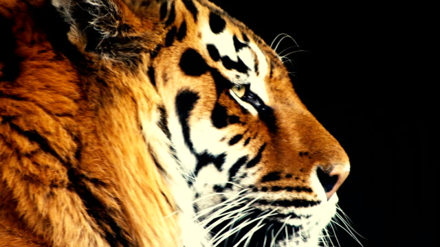 Senkt-sich-der-Kopf-des-Tigers.-Close-up