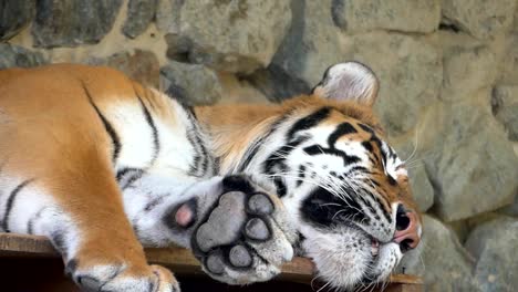 Un-tigre-rayado-para-dormir-se-encuentra-en-una-cueva-rocosa-en-un-zoo-en-un-día-soleado