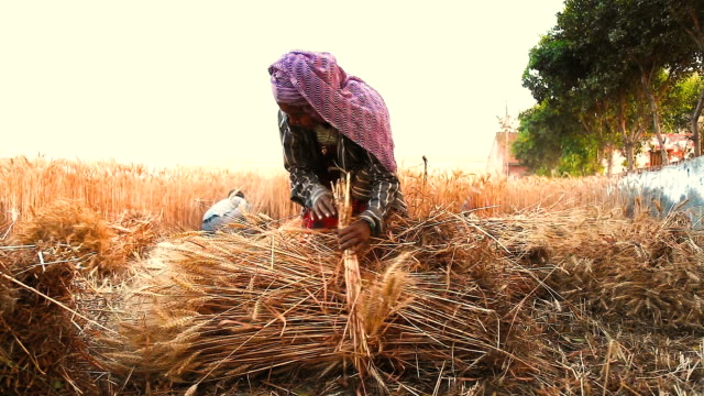 woman-making-bundles-of-wheat-in-field