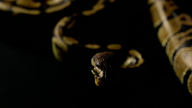 Crawling-royal-python-in-shadow