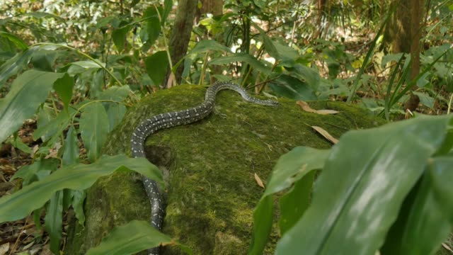 Schlange-Reptilien-Schlange-im-Baum-Diamond-Python