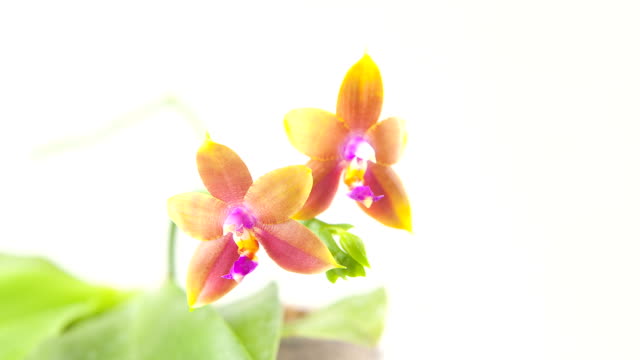 Hermosa-rara-Orquídea-en-maceta-en-el-fondo-borroso