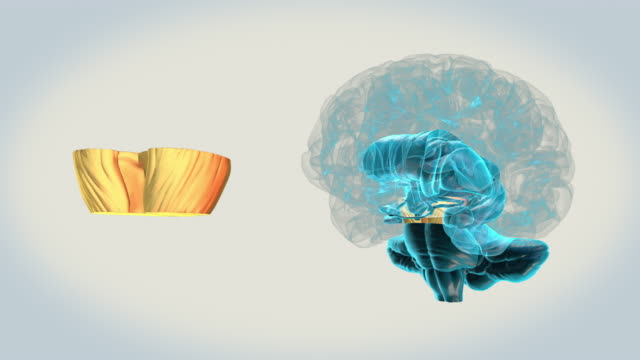 Gehirn-Mittelhirn-auf-weißem-Hintergrund