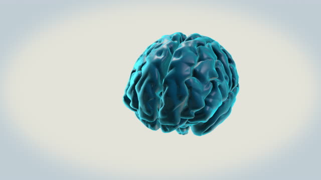 Gehirn-Postcentral-Gyrus-auf-weißem-Hintergrund