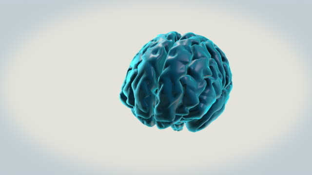 BRAIN-Posterior-commissure-on-a-white-background